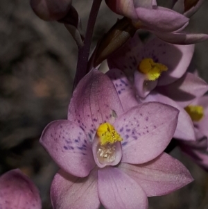 Thelymitra x irregularis at Murrumbateman, NSW - suppressed