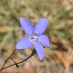 Wahlenbergia capillaris (Tufted Bluebell) at Yarralumla, ACT - 12 Oct 2017 by RobertD