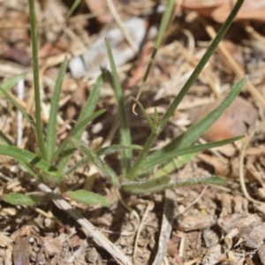 Wahlenbergia capillaris at Yarralumla, ACT - 12 Oct 2017 12:28 PM