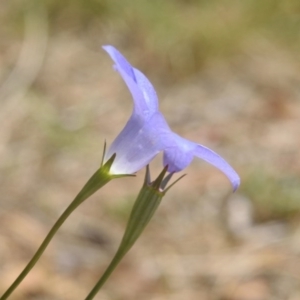 Wahlenbergia capillaris at Yarralumla, ACT - 12 Oct 2017