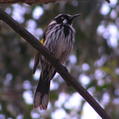 Phylidonyris novaehollandiae (New Holland Honeyeater) at ANBG - 11 Oct 2017 by MatthewFrawley