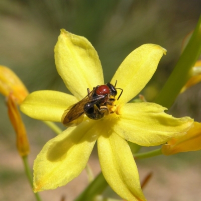 Lasioglossum (Callalictus) callomelittinum (Halictid bee) at ANBG - 10 Oct 2017 by MatthewFrawley