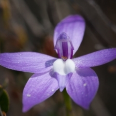 Glossodia major (Wax Lip Orchid) at Murrumbateman, NSW - 11 Oct 2017 by SallyandPeter