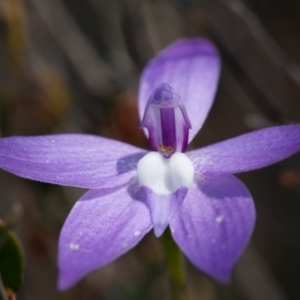 Glossodia major at Murrumbateman, NSW - 11 Oct 2017