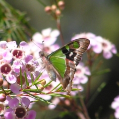 Graphium macleayanum (Macleay's Swallowtail) at ANBG - 11 Oct 2017 by MatthewFrawley