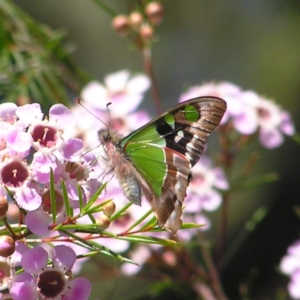 Graphium macleayanum at Acton, ACT - 11 Oct 2017 11:34 AM