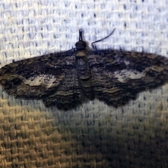 Chloroclystis filata (Filata Moth, Australian Pug Moth) at O'Connor, ACT - 10 Oct 2017 by ibaird