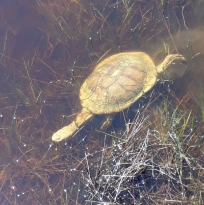 Chelodina longicollis (Eastern Long-necked Turtle) at Moncrieff, ACT - 11 Oct 2017 by Anthonyharvey