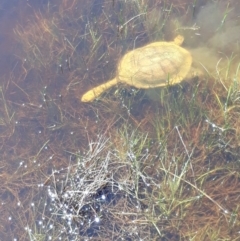 Chelodina longicollis at Moncrieff, ACT - 11 Oct 2017