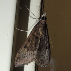 Uresiphita ornithopteralis (Tree Lucerne Moth) at Conder, ACT - 10 Oct 2017 by MichaelBedingfield