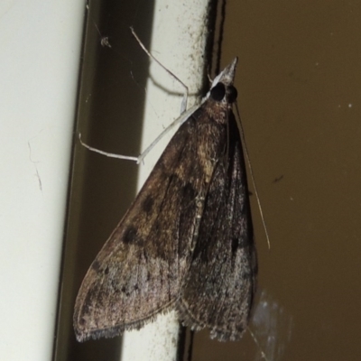 Uresiphita ornithopteralis (Tree Lucerne Moth) at Pollinator-friendly garden Conder - 10 Oct 2017 by michaelb