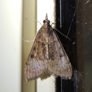 Uresiphita ornithopteralis at Conder, ACT - 10 Oct 2017