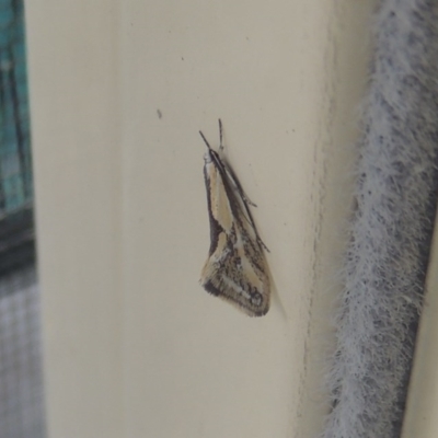 Thema macroscia (A concealer moth) at Pollinator-friendly garden Conder - 4 Oct 2017 by michaelb