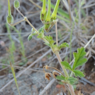 Erodium crinitum (Native Crowfoot) at Molonglo, ACT - 3 Oct 2017 by MichaelBedingfield