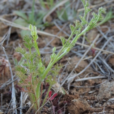 Daucus glochidiatus (Australian Carrot) at Molonglo, ACT - 3 Oct 2017 by MichaelBedingfield