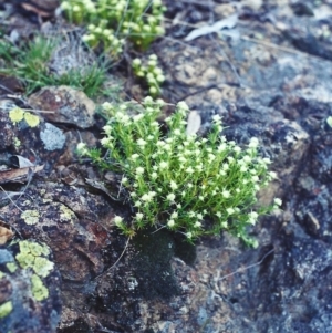 Scleranthus diander at Theodore, ACT - 24 Oct 2001