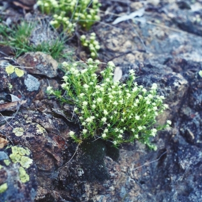 Scleranthus diander (Many-flowered Knawel) at Theodore, ACT - 24 Oct 2001 by MichaelBedingfield