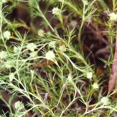 Scleranthus diander (Many-flowered Knawel) at Conder, ACT - 24 Nov 1999 by MichaelBedingfield