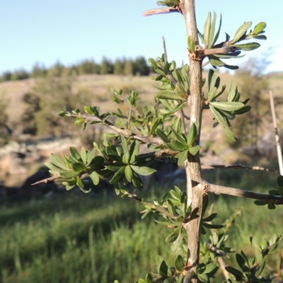 Lycium ferocissimum (African Boxthorn) at Molonglo River Reserve - 3 Oct 2017 by michaelb