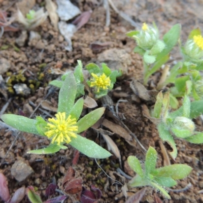 Triptilodiscus pygmaeus (Annual Daisy) at Molonglo, ACT - 3 Oct 2017 by michaelb