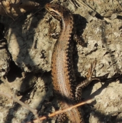 Eulamprus heatwolei (Yellow-bellied Water Skink) at Molonglo River Reserve - 3 Oct 2017 by MichaelBedingfield