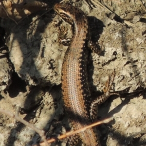 Eulamprus heatwolei at Molonglo River Reserve - 3 Oct 2017