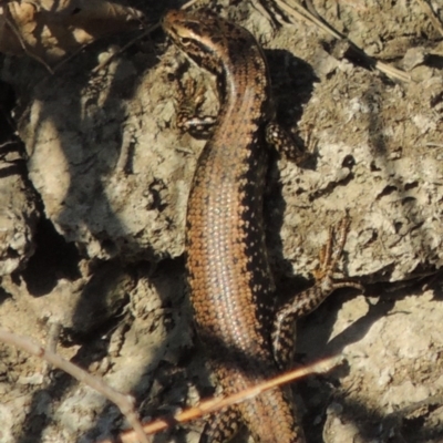 Eulamprus heatwolei (Yellow-bellied Water Skink) at Molonglo River Reserve - 3 Oct 2017 by MichaelBedingfield