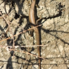 Eulamprus heatwolei at Molonglo River Reserve - 3 Oct 2017