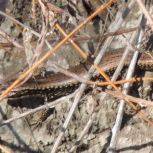 Eulamprus heatwolei at Molonglo River Reserve - 3 Oct 2017