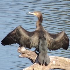 Phalacrocorax carbo (Great Cormorant) at Molonglo River Reserve - 3 Oct 2017 by michaelb