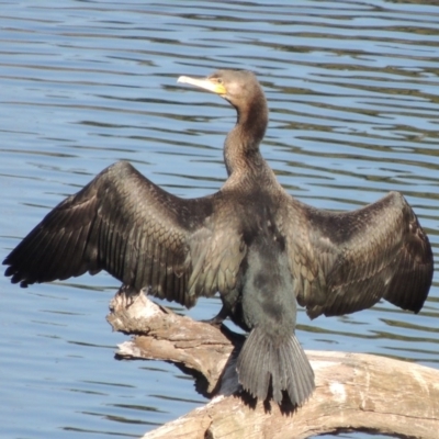 Phalacrocorax carbo (Great Cormorant) at Molonglo River Reserve - 3 Oct 2017 by michaelb