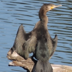 Phalacrocorax carbo at Molonglo River Reserve - 3 Oct 2017 05:15 PM