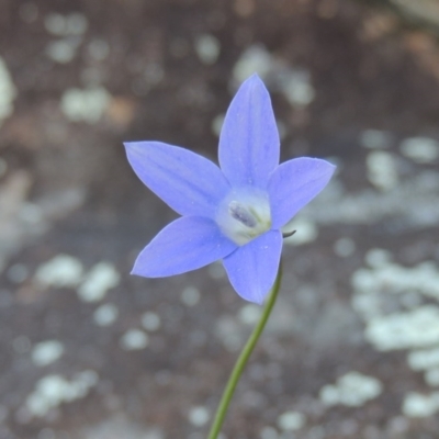 Wahlenbergia sp. (Bluebell) at Molonglo Valley, ACT - 3 Oct 2017 by michaelb