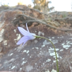 Wahlenbergia sp. at Molonglo River Reserve - 3 Oct 2017 06:35 PM