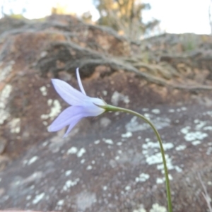 Wahlenbergia sp. at Molonglo River Reserve - 3 Oct 2017