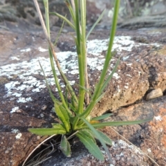 Wahlenbergia sp. at Molonglo River Reserve - 3 Oct 2017