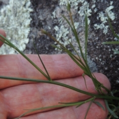 Wahlenbergia sp. at Molonglo River Reserve - 3 Oct 2017