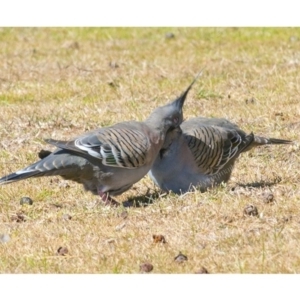 Ocyphaps lophotes at Millingandi, NSW - 17 Sep 2017