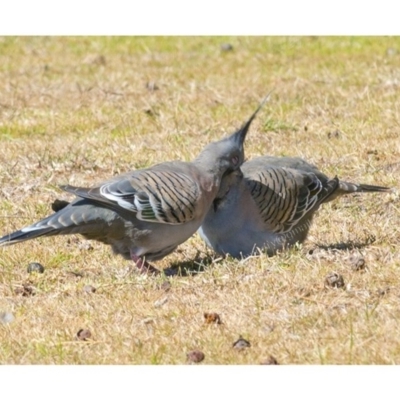 Ocyphaps lophotes (Crested Pigeon) at Millingandi, NSW - 17 Sep 2017 by JulesPhotographer