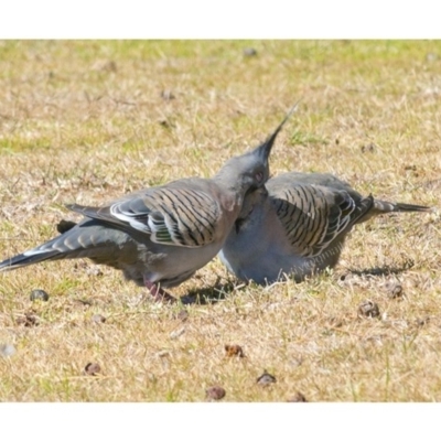 Ocyphaps lophotes (Crested Pigeon) at Millingandi, NSW - 16 Sep 2017 by JulesPhotographer