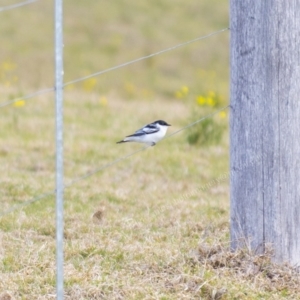 Lalage tricolor at Millingandi, NSW - 6 Sep 2017