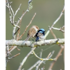 Malurus cyaneus (Superb Fairywren) at Millingandi, NSW - 10 Oct 2017 by JulesPhotographer