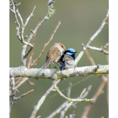 Malurus cyaneus (Superb Fairywren) at Millingandi, NSW - 9 Oct 2017 by JulesPhotographer