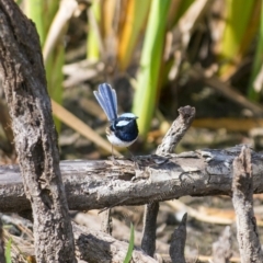 Malurus cyaneus at Millingandi, NSW - 10 Oct 2017