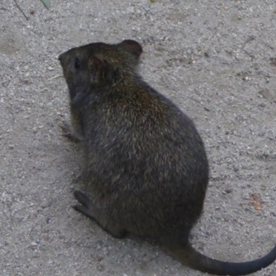 Potorous tridactylus (Long-nosed Potoroo) at Paddys River, ACT - 11 Jul 2017 by Christine