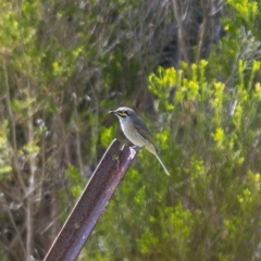 Caligavis chrysops (Yellow-faced Honeyeater) at Millingandi, NSW - 10 Oct 2017 by JulesPhotographer