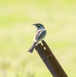 Caligavis chrysops at Millingandi, NSW - 10 Oct 2017