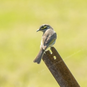 Caligavis chrysops at Millingandi, NSW - 10 Oct 2017