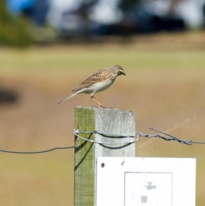 Anthus australis at Millingandi, NSW - 9 Oct 2017 01:04 AM