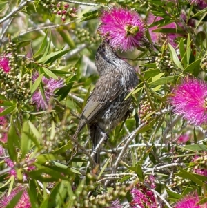 Anthochaera chrysoptera at Millingandi, NSW - 10 Oct 2017 01:14 AM